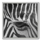 Quadro Decorativo - Zebra - 70cm X 70cm - 003qnsdb