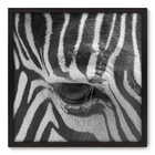 Quadro Decorativo - Zebra - 70cm X 70cm - 003qnsdp