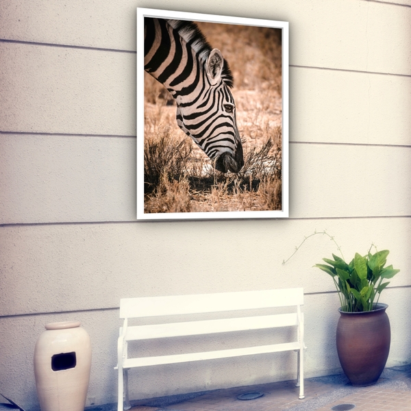 Quadro Decorativo Zebra Comendo Fotografia  - 70x50cm Moldura