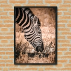 Quadro Decorativo Zebra Comendo Fotografia  - 70x50cm Moldura