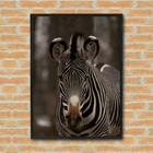 Quadro Decorativo Zebra Fotografia  - 70x50cm Moldura Branca