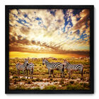 Quadro Decorativo - Zebras - 50cm X 50cm - 008qnscp