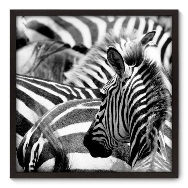 Quadro Decorativo - Zebras - 70cm X 70cm - 001qnsdp