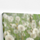 Quadro Dente De Leão Flor Jardim Flores Canvas 60x40cm