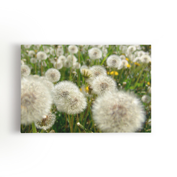 Quadro Dente De Leão Flor Jardim Flores Canvas 60x40cm