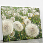 Quadro Dente De Leão Flor Jardim Flores Canvas 60x40cm