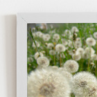 Quadro Dente De Leão Flor Jardim Moldura Branca 60x40cm