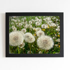 Quadro Dente De Leão Flor Jardim Moldura Preta 60x40cm