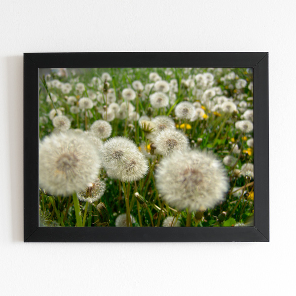 Quadro Dente De Leão Flor Jardim Moldura Preta 60x40cm
