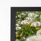 Quadro Dente De Leão Flor Jardim Moldura Preta 60x40cm