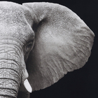Quadro Elefante Cinza 120x120cm