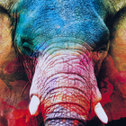Quadro Elefante Multicolorido com Vidro 100x100cm Arte Própria