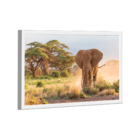 Quadro Elefante Savana -- Br Artes