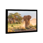 Quadro Elefante Savana -- Br Artes
