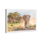 Quadro Elefante Savana -- Br Artes