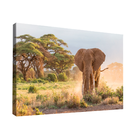 Quadro Elefante Savana -- Br Artes