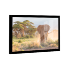 Quadro Elefante Savana -- Br Artes