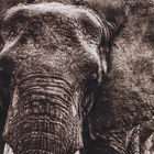 Quadro Elefantes Marrom com Vidro 60x90cm Tropical