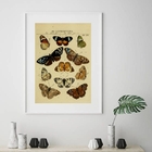 Quadro Espécies De Borboletas - 60x48cm Moldura:madeira Preta