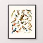 Quadro Espécies De Passarinhos 33x24cm - Com Vidro Moldura:ma