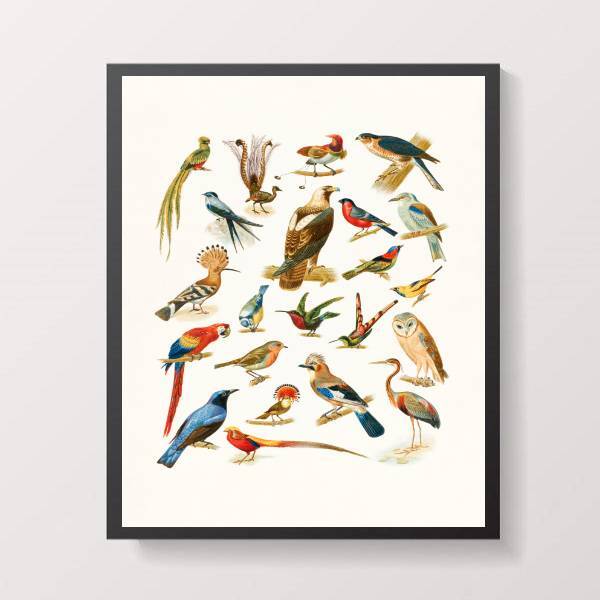 Quadro Espécies De Passarinhos 33x24cm - Com Vidro Moldura:ma