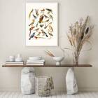 Quadro Espécies De Passarinhos 33x24cm - Com Vidro Moldura:ma