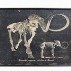 Quadro Esqueleto De Mamute Oldway 80x120x3cm