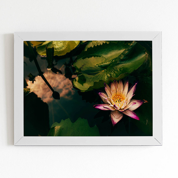 Quadro Flor De Lótus Rosa Natureza Moldura Branca 60x40cm