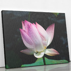 Quadro Flor De Lótus Rosa Orvalho Fotografia Canvas 140x90cm