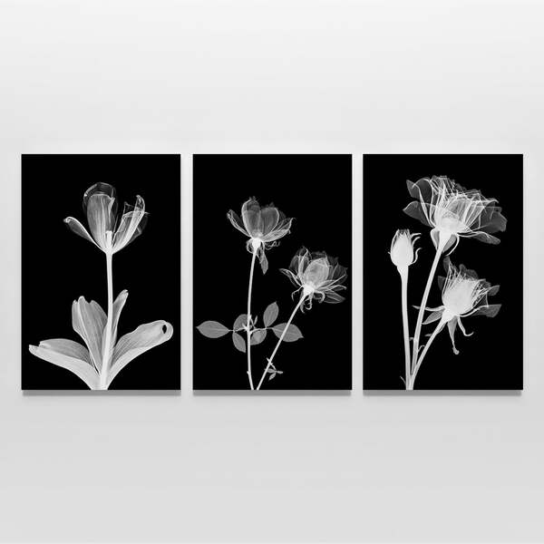 Quadro Flor Em Raio X Preto - Kit 3 Telas