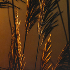 Quadro Flor no Sol II Marrom com Vidro 60x100cm Tropical