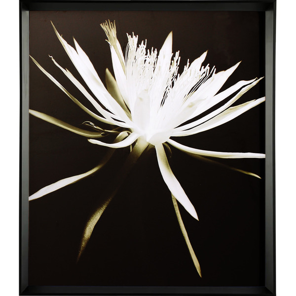 Quadro Floral Old Ii Preto E Branco 78x78cm Inspire Leroy Merlin
