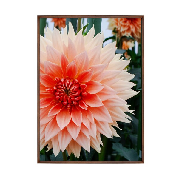 Quadro Floral Rosa com Vidro 50x70cm Arte Própria