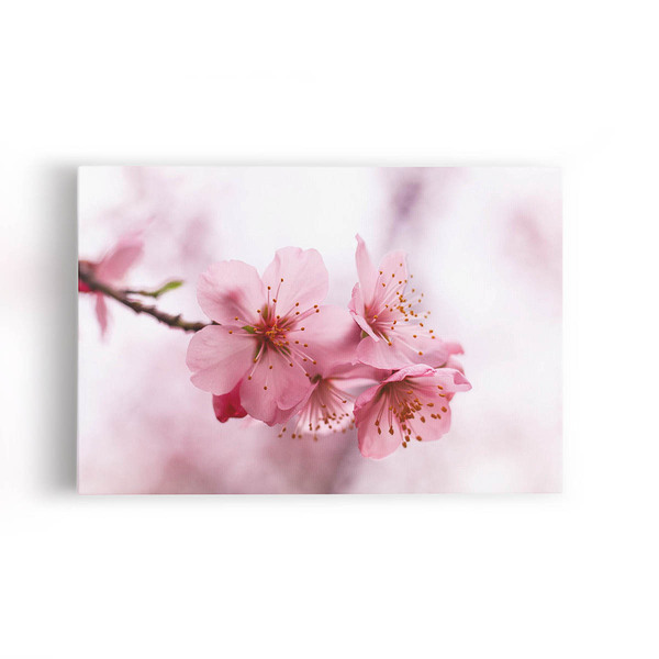 Quadro Flores De Cerejeira Rosa Sakura Foto Canvas 100x70cm
