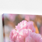 Quadro Flores De Cerejeira Sakura Rosa Foto Canvas 100x70cm