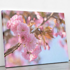 Quadro Flores De Cerejeira Sakura Rosa Foto Canvas 100x70cm