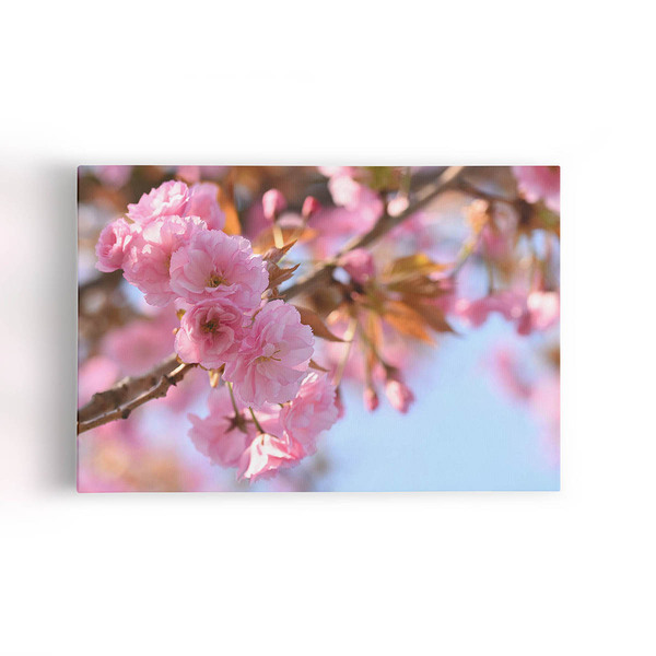 Quadro Flores De Cerejeira Sakura Rosa Foto Canvas 140x90cm