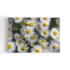 Quadro Flores Margaridas Brancas Plantação Canvas 100x70cm