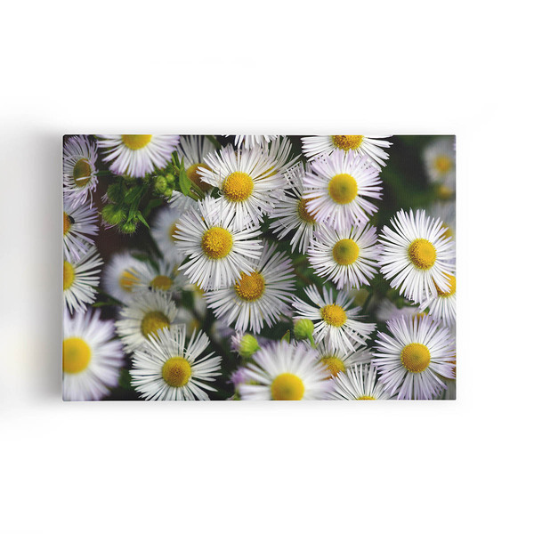 Quadro Flores Margaridas Brancas Plantação Canvas 100x70cm
