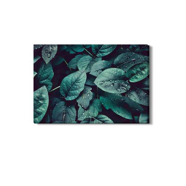 Quadro Folhas De Planta Natureza Orvalho Canvas 100x70cm