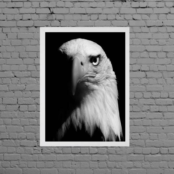 Quadro Fotografia Águia 33x24cm - Com Vidro Moldura:madeira B