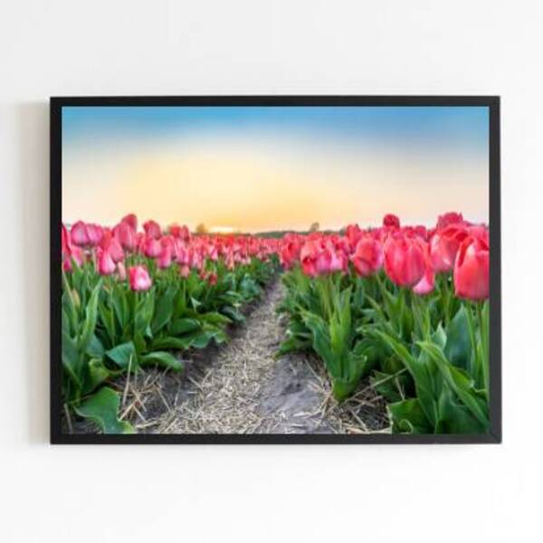 Quadro Fotografia Campo De Tulipas 24x18cm - Com Vidro Moldur