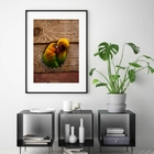 Quadro Fotografia Casal Passarinhos - 60x48cm Moldura:madeira