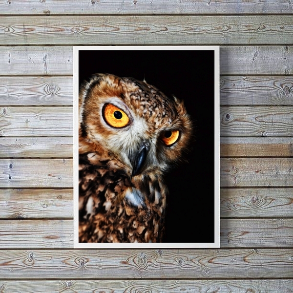 Quadro Fotografia Coruja- Fundo Preto 45x34cm - Com Vidro Mol