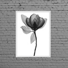 Quadro Fotografia De Flor Preto E Cinza 33x24cm Moldura:madei