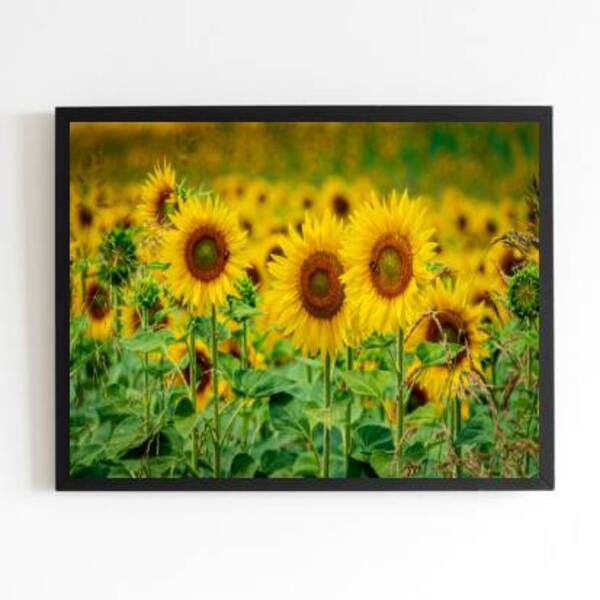 Quadro Fotografia Girassóis 24x18cm - Com Vidro Moldura:madei