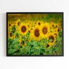 Quadro Fotografia Girassóis 24x18cm Moldura:madeira Branca