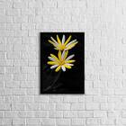 Quadro Fotografia Margarida Amarela E Branca 24x18cm Moldura: