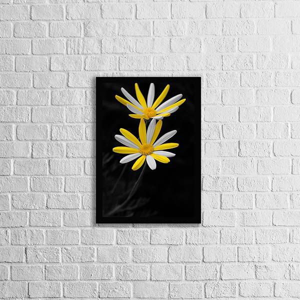 Quadro Fotografia Margarida Amarela E Branca 45x34cm - Com Vi