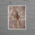 Quadro Fotografia Passarinho Fundo Nude 33x24cm - Com Vidro M